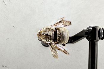 Media type: image;   Entomology 810837 Aspect: habitus dorsal view